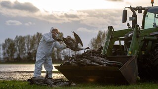 Gefl&uuml;gelhalter fordern bundesweite Stallpflicht