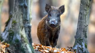 Was Sie tun sollten, wenn Sie einem Wildschwein begegnen