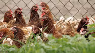 Verdacht auf Vogelgrippe im Kreis Mei&szlig;en - 8.000 Tiere get&ouml;tet