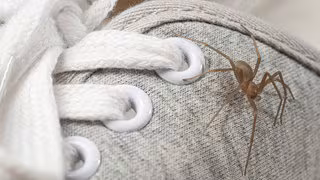 Schon wieder ’ne Spinne: Die giftige Einsiedlerspinne ist da – und mit ihr die (unberechtigten) Sorgen