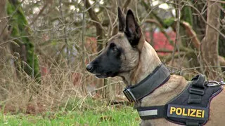 Sachsen lebt über seine Verhältnisse: Kritik an Personal und Polizeihunden