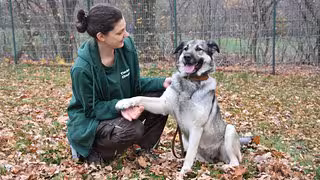 Tierheim Chemnitz stoppt bis Januar Vermittlung von Tieren