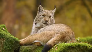 Die Gewinner und Verlierer des Jahres im Tierreich