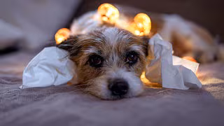 So sch&uuml;tzen Tierbesitzer Hunde und Katzen vor Angst und Panik