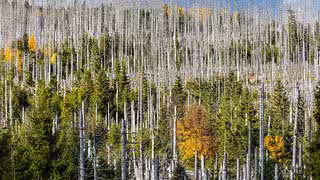 Biologische Borkenk&auml;ferbek&auml;mpfung: Warum sie bisher oft scheiterte