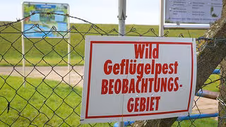 Erstmals in diesem Winter Vogelgrippe in Dresden nachgewiesen