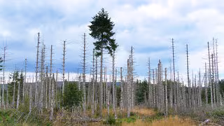 Eine Milliarde Euro f&uuml;r den Regenwald &ndash; und was ist mit Harz und Th&uuml;ringer Wald?