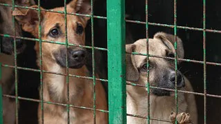 Wie ein "Tierf&uuml;hrerschein" Leid und Kosten mindern soll