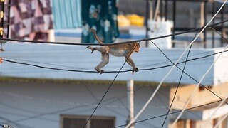 Urbanisierung beeinflusst soziales Verhalten von Tieren