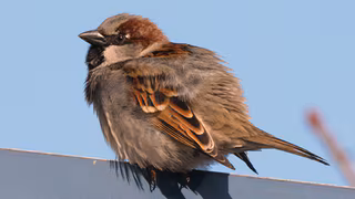 Natursch&uuml;tzer beunruhigt &uuml;ber den Abw&auml;rtstrend