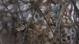 Natursch&uuml;tzer beunruhigt &uuml;ber den Abw&auml;rtstrend