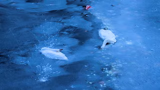 V&ouml;gel in gefrorenen Gew&auml;ssern: Helfen oder nicht?