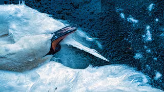 V&ouml;gel in gefrorenen Gew&auml;ssern: Helfen oder nicht?