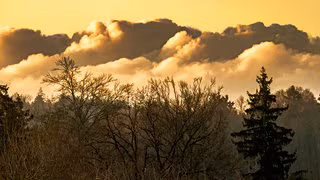 Wie der Waldboden Methan abbaut