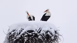 Wieso manche St&ouml;rche im Winter schon auf ihren Nestern sitzen