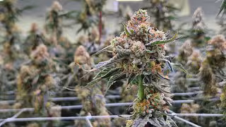 Boom bei Medizin-Cannabis: Bundesregierung will Online-Verschreibung wieder beschr&auml;nken