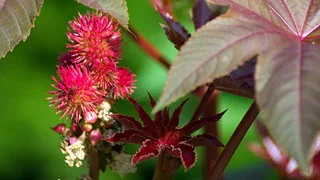 Vom Wunderbaum zur Biowaffe im K&uuml;hlschrank: Urteil gegen jungen "Bastler" aus Zeithain