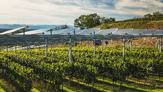 Stromerzeugung und Gem&uuml;seanbau auf derselben Fl&auml;che: Ist Agri-PV zu teuer?