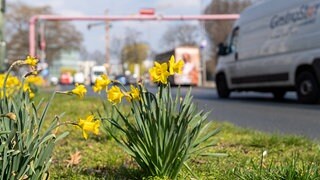 Wie lange wollen sich Kommunen noch Bepflanzungen leisten?