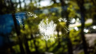 Statt Sticker: Neues Projekt soll V&ouml;gel vor Glasscheiben retten &ndash; und Sie k&ouml;nnen mitmachen