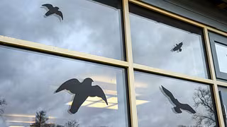 Statt Sticker: Neues Projekt soll V&ouml;gel vor Glasscheiben retten &ndash; und Sie k&ouml;nnen mitmachen