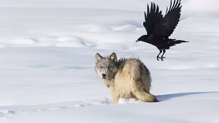 Neue Studie enth&uuml;llt das unglaubliches Ged&auml;chtnis von Raben