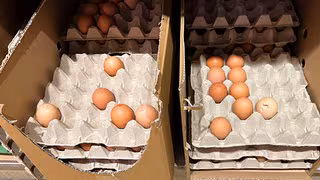 L&uuml;cken im Eierregal &ndash; droht zu Ostern ein Eiermangel?