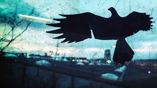 Statt Sticker: Neues Projekt soll V&ouml;gel vor Glasscheiben retten &ndash; und Sie k&ouml;nnen mitmachen