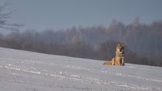 Bu&szlig;gelder bis 1.000 Euro: Beh&ouml;rden warnen vor Anf&uuml;ttern von W&ouml;lfen
