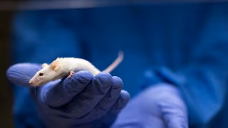 Autoantik&ouml;rper als Schmerzausl&ouml;ser bei Long Covid identifiziert