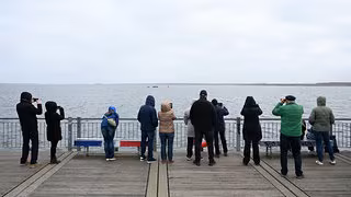 Warum uns das Schicksal eines Wals so bewegt