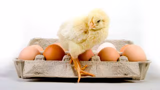 Keine gro&szlig;en Preisspr&uuml;nge bei Eiern: "Wir sind ja nicht in Amerika"