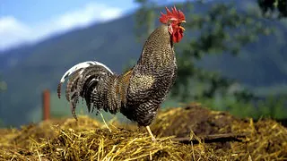 Was alte Bauernregeln heute noch taugen