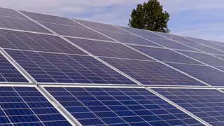 Baum bleibt stehen: Gericht verbietet F&auml;llung f&uuml;r Solaranlage