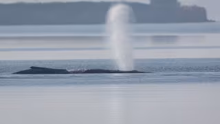 Tier&auml;rztin: Wal von Leiden erl&ouml;sen ist gn&auml;digster Weg