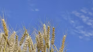 Forschung aus Sachsen-Anhalt: Weizen dank CRISPR effizient genetisch ver&auml;nderbar