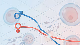 Wendepunkt erreicht: M&auml;nner haben im Schnitt weniger Kinder als Frauen