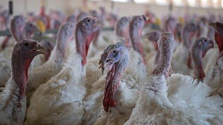 Expertin erwartet bessere Bedingungen f&uuml;r Puten &ndash; bef&uuml;rchtet aber Flickenteppich