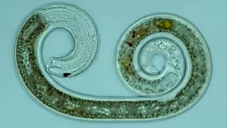 Fadenw&uuml;rmer sollen Sch&auml;dlinge in Leipzigs Gr&uuml;nanlagen bek&auml;mpfen