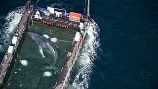 Tier&auml;rztin warnt vor Aussetzung: "Ticket in den Rachen der Orcas"