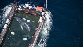 Tier&auml;rztin warnt vor Aussetzung: "Ticket in den Rachen der Orcas"
