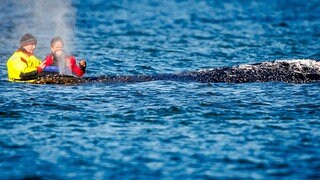 Landesumweltminister Backhaus &uuml;ber Rettungsaktion: "Der Wal wollte leben"