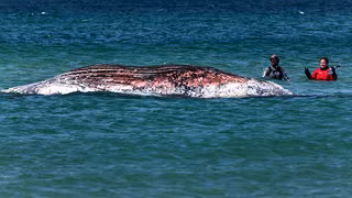 Toter Wal vor D&auml;nemark ist gestrandeter Ostsee-Wal